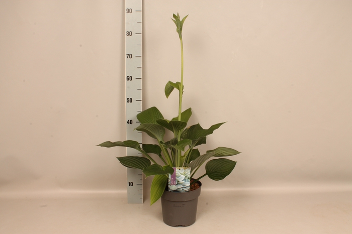 vaste planten 19 cm  Hosta Halcyon afd.1