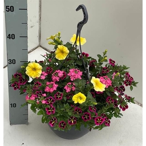 Perkplanten   ...mix /pot [Bedding]
