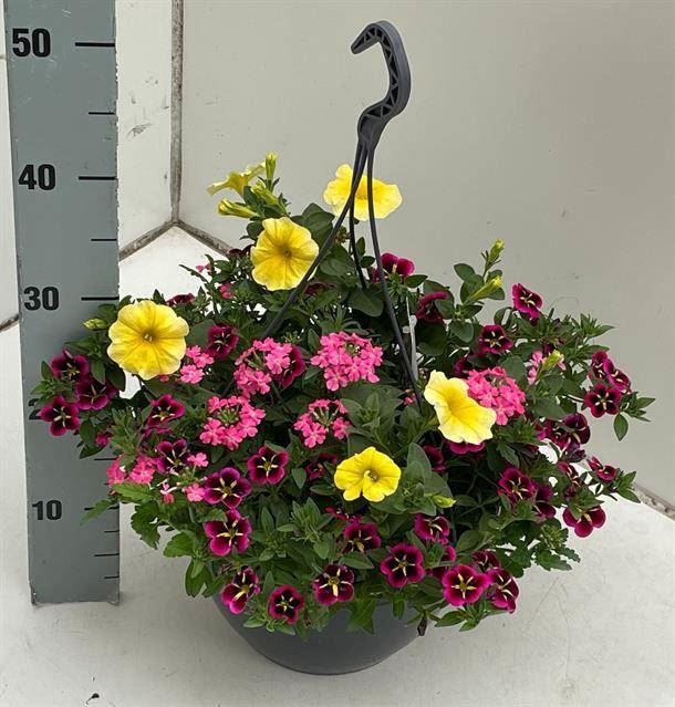 <h4>Perkplanten   ...mix /pot [Bedding]</h4>