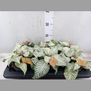 Aphelandra squar. 'White Wash'  NB