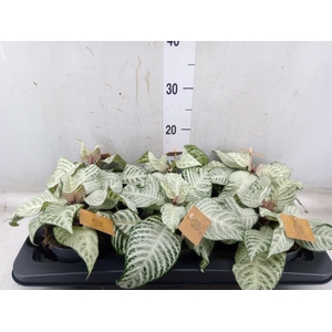 Aphelandra squar. 'White Wash'  NB