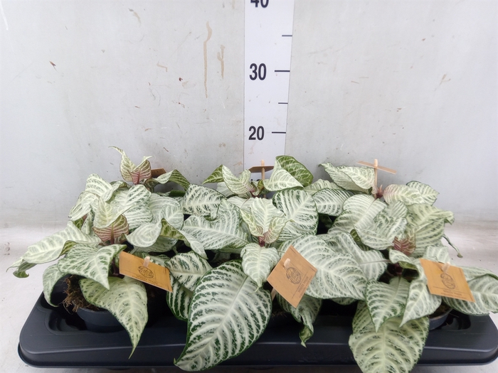 <h4>Aphelandra squar. 'White Wash'  NB</h4>