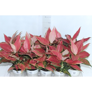 AGLAONEMA CHERRY BABY P12
