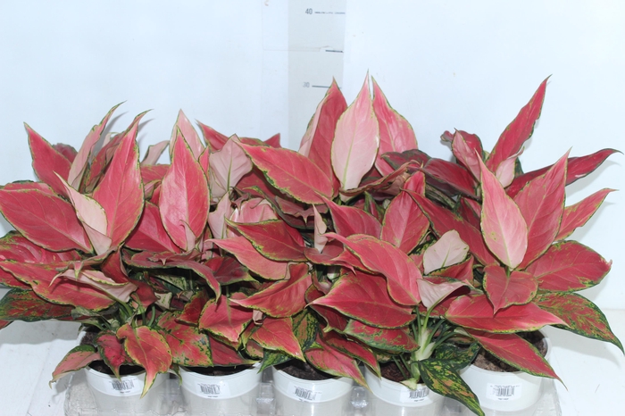 <h4>AGLAONEMA CHERRY BABY P12</h4>