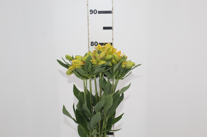 <h4>ALSTROEMERIA CARIBBEAN 080 CM</h4>