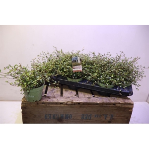 arr8 Muehlenbeck Com Maor