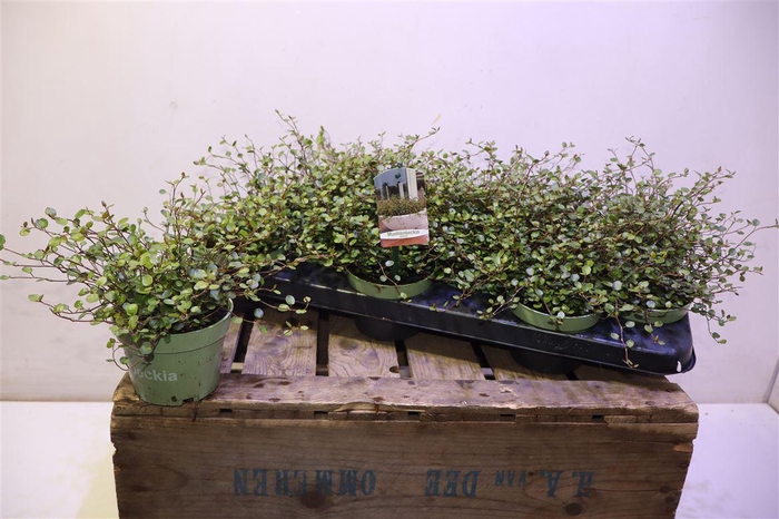 <h4>arr8 Muehlenbeck Com Maor</h4>