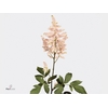 Astilbe Europa Roze