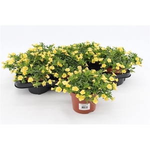 Calibrachoa Rosies Yellow