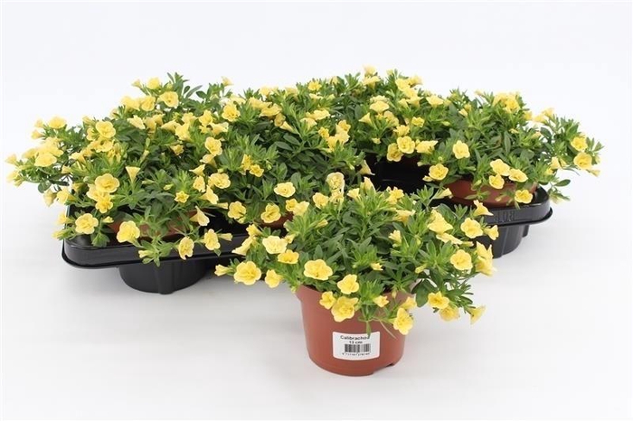 <h4>Calibrachoa Rosies Yellow</h4>