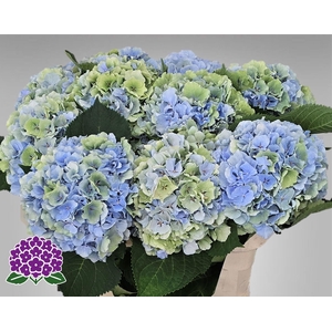 Hydr M Ch Vere Blue Classic 80cm