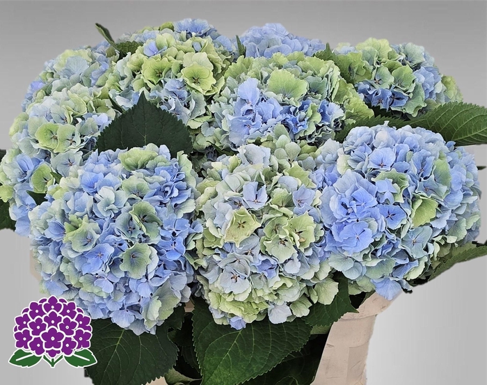 <h4>Hydr M Ch Vere Blue Classic 80cm</h4>