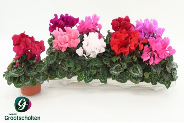 <h4>CYCL MD SUP MACRO</h4>