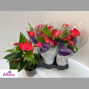 ANTHU AN BAMBINO RED