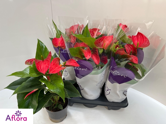 <h4>ANTHU AN BAMBINO RED</h4>