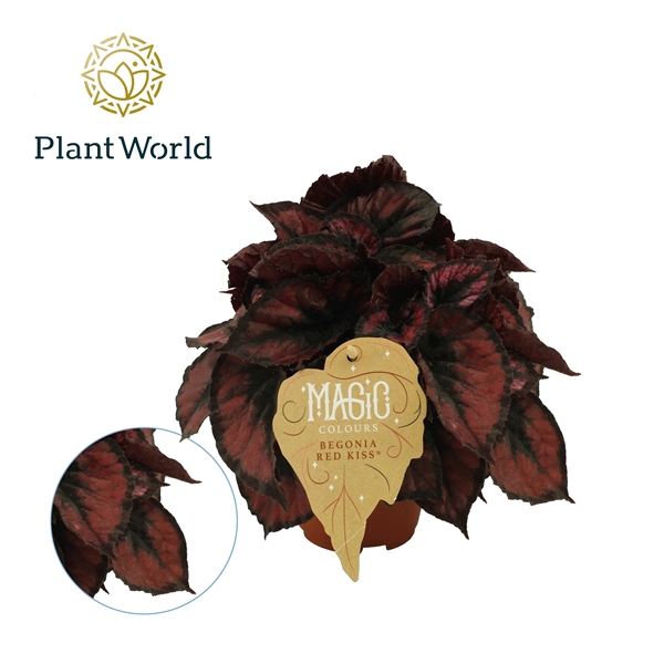 <h4>Begonia rex Red Kiss</h4>