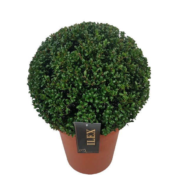 <h4>Ilex crenata 'Convexa' Bol    p26 (th) 35-+ ©</h4>