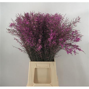 Genista Col Lila 200gr