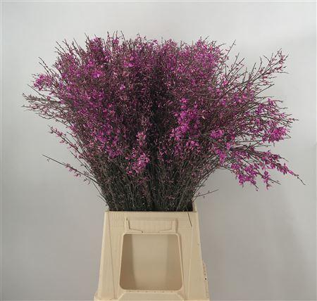 <h4>Genista Col Lila 200gr</h4>