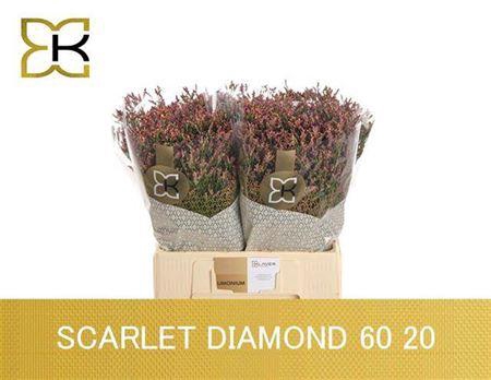 <h4>Lim Sin Scarlet Diamond</h4>