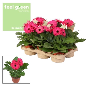 Gerbera 2-bl Purple Feel Green
