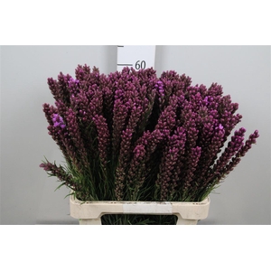 Liatris Callilepis