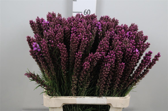 <h4>Liatris Callilepis</h4>