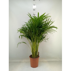 Dypsis lutescens ...Chrysalidoca