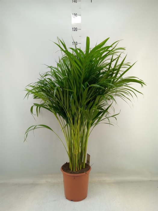 <h4>Dypsis lutescens   ...Chrysalidoca</h4>