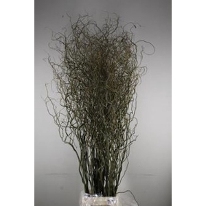 Salix kronkelwilg