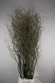 <h4>Salix kronkelwilg</h4>