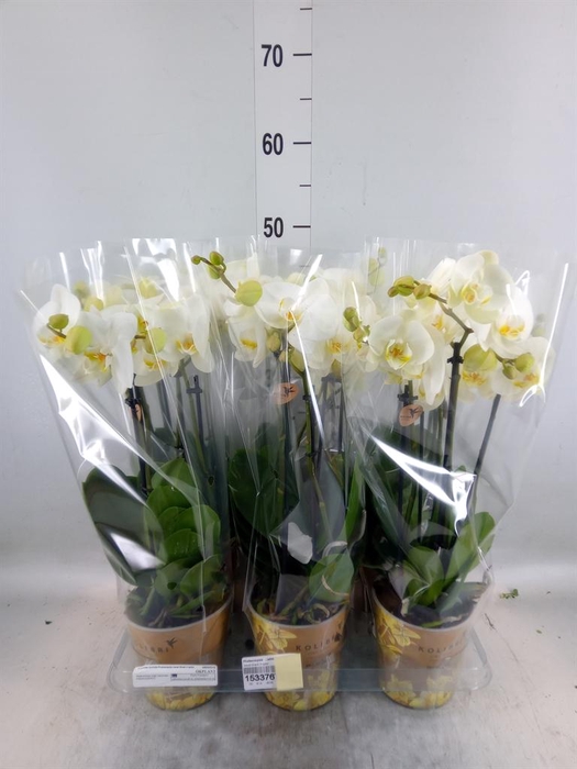 <h4>Phalaenopsis   ...white</h4>