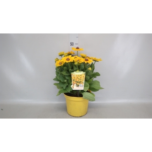 Rudbeckia   ...