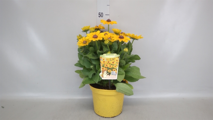 <h4>Rudbeckia   ...</h4>