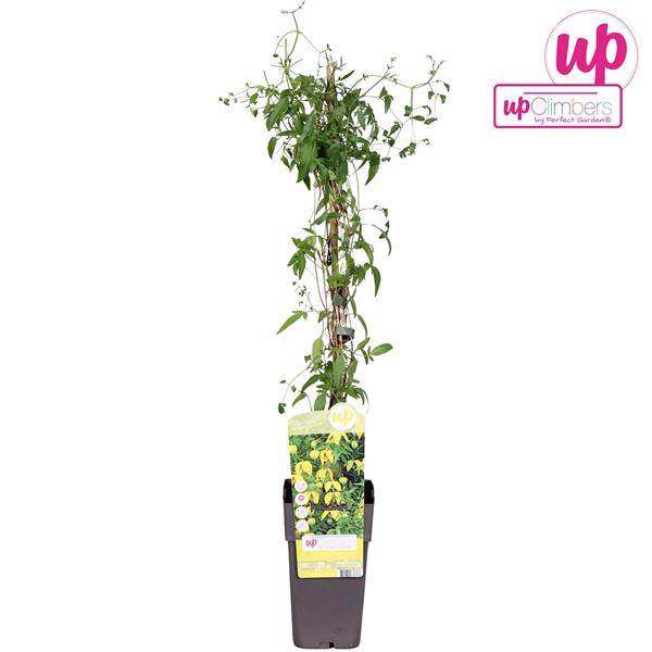 <h4>Clematis tangutica P15</h4>