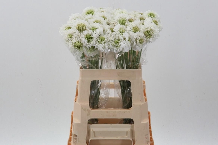 <h4>Scab AT Milky Scoop</h4>