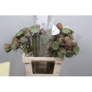 Nelumbo Nucifera