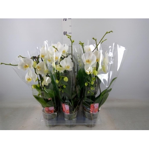 Phalaenopsis  'Elegant Cascade'