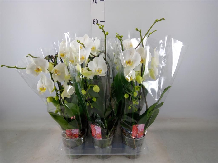 <h4>Phalaenopsis  'Elegant Cascade'</h4>