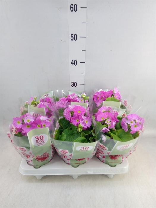 <h4>Primula obcon. 'Touch Me Rose'</h4>