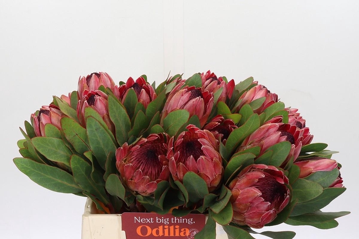 <h4>Protea Silvia</h4>