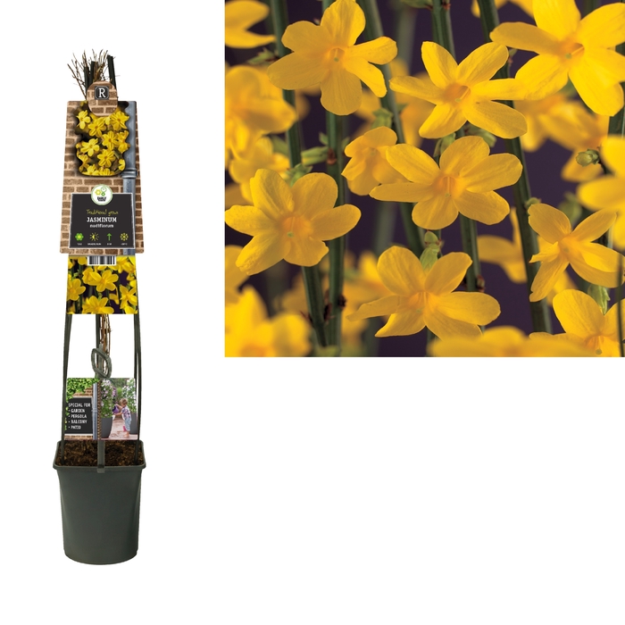 <h4>Jasminum nudiflorum 3.0 Label C5</h4>