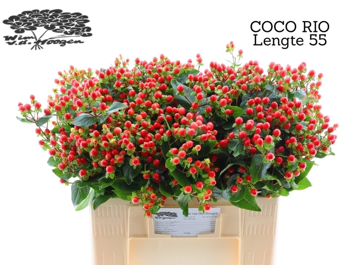 <h4>HYP COCO RIO</h4>