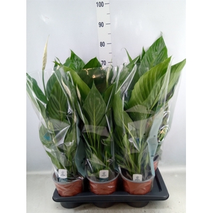 Spathiphyllum  'Bingo Cupido'