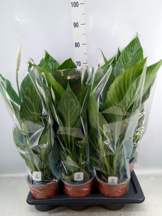 Spathiphyllum  'Bingo Cupido'