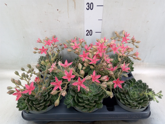 <h4>Graptopetalum tacitus</h4>