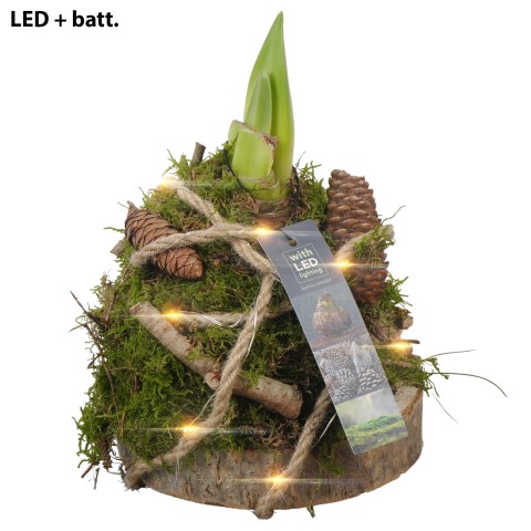 <h4>PTAA7531 Arrangementen Hippeastrum</h4>
