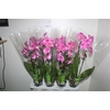 Phal Fortu Teller Cascade 1 Branche 6+