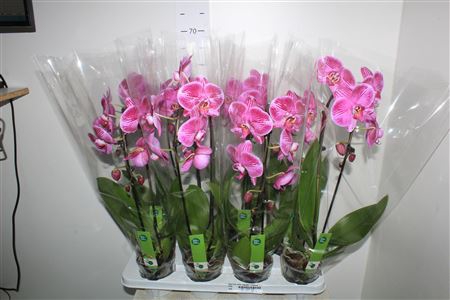 <h4>Phal Fortu Teller Cascade 1 Branche 6+</h4>