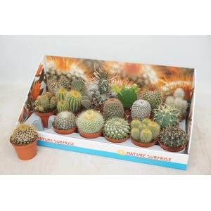 CACTUS GEM
